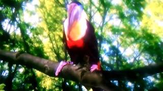 Toucan Song - In the night garden