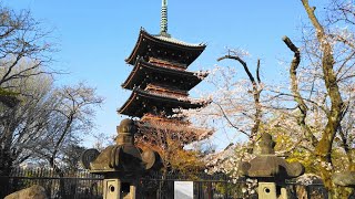 4K「上野公園の桜  Cherry blossoms (Sakura) at Ueno Park,Tokyo」2020.3.25 @上野恩賜公園