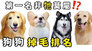 10個掉毛最多的狗狗！就牠最可怕！｜柴犬柚醬 醬拔頻道｜