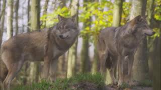 Misconceptions Wolves vs Humans