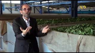 Iran Agriculture- .Tea Industry part 1  - صنعت چای در ایران و حضور مافیای چای