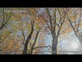 8k 秋の賀老高原ブナ原生林 garo heights beech primeval forest in autumn