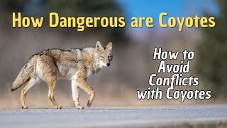 How Dangerous are Coyotes 🦊 How to Avoid Conflicts with Coyotes?