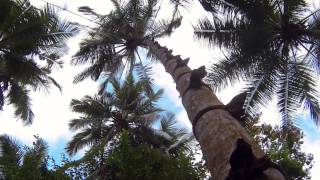 Coconut toddy harvest in Sri Lanka