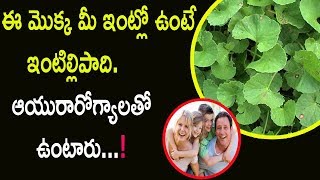 ఈ మొక్క మీ ఇంట్లో ఉంటే…ఇంటిల్లిపాది ఆయురారోగ్యాలతో ఉంటారు...!! || Benefits Of Saraswathi Leaves