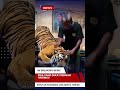 Pria Yang Dekat Dengan Harimau #shorts #news #short