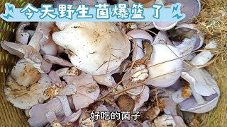 今天一家人上山找野生菌，一窝接一窝的捡，还找到松露收获爆篮！