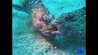 【瞬撮】カサゴ　(縄張り)争い Marbled Rockfish(Sebastiscus marmoratus) 　Fight