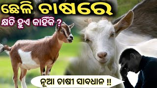 ଛେଳି ଚାଷ ରେ ଚାଷୀ ହତାଶ ହୁଏ କାହିଁକି। loss in goat farm !! important information of goat farm।