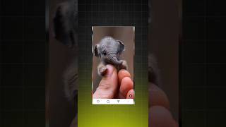 Little Elephant Ai Video Editing | Baby Animals Ai Video Kaise Banaye | Ai Video Editing