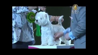 世界最大狗展 西高地㹴犬可愛奪冠【大千世界】克魯福特狗展｜白㹴｜Crufts Show｜West Highland Terrier