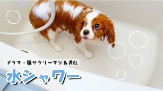 ドラマ【猫サラリーマン＆犬OL】第93話「水シャワー」