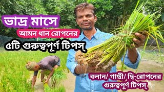 ভাদ্র মাসে আমন ধান রোপনে ৫টি গুরুত্বপূর্ণ টিপস্ | বলান চাষ পদ্ধতি