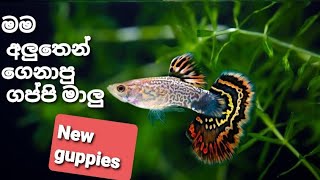 My new *guppies*...මගේ අලුත් *ගප්පි* මාළු...🙂