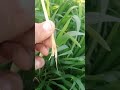 ਸੁੰਡੀ 🐛wheat stem borer