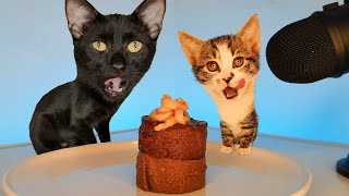 Cat and Kitten ASMR Eating Food \u0026 Treats