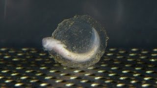 'Baby dragon' eggs hatch on camera