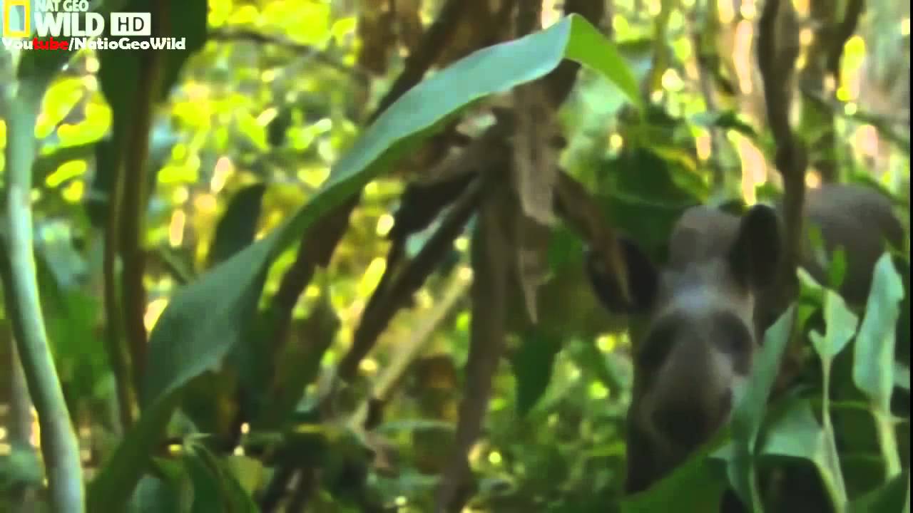 Animal Planet Wild Amazon Documentary