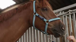 Horseware - Amigo Delphinium Blue Collection