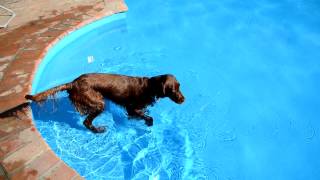 Irish Setter retrieves bottle from the swimming pool