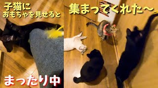 まったり中の子猫の黒猫に手作りオモチャを見せると保護猫達が集まってきた～（保護猫カフェ森のねこ舎）淡路Play with a black kitten and a handmade toy