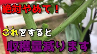 【ミニトマト】プランター栽培で初心者がやりがちな、やってはいけないこと教えます。　【家庭菜園】