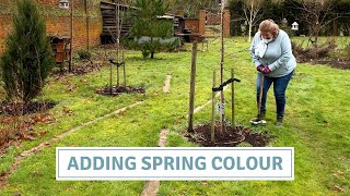 Planting Tulips in January With Colourful Perennials // Cottoverdi