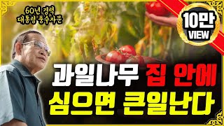 E195. 과일나무🌲 집 안에 절대 심지 마세요❌