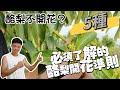 為何酪梨不開花？如何改善？五招了解酪梨開花準則 施肥 修剪 澆水一次到位🥑開花前一定要看！紅龍兄 牛油果種植