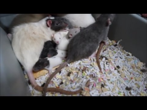 Oh RATS! yeah.....We got em! Our rodent breeding set up. Oh RATS! yeah.....We got em! Our rodent breeding set up.