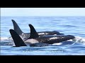 watch live latest on dead southern resident orca calf