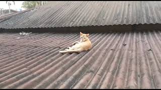 A LOVELY PUSSY CAT 🐈 IS RESTING IN ROOF