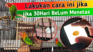 TeLur Lovebird Tidak Menetas? Lakukan cara ini