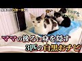 野良猫の一家をまるごと保護しました。