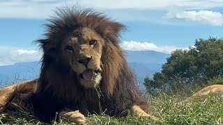 ライオン　キュウゾウくんとつむぎちゃん　天気がよくてうたた寝していました　【茶臼山動物園】Lion Kyuzo-kun Tsumugi-chan Chausuyama Zoo