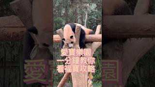 一分鐘教你看福寶攻略 #푸바오 #에버랜드 #福寶 #愛寶樂園 #fubao #everland @ktotaipeivideo