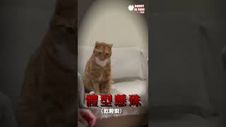 『現在變成除以三』一人一口做好朋友 #薩摩耶 #雪橇犬 #毛小孩 #shorts #youtube #youtubeshorts #funny