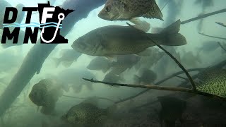 Crappies are stacked in a tree! UNDERWATER FOOTAGE