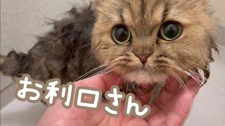 【可愛すぎる】お利口さんにお風呂に入る猫がかわいすぎた..