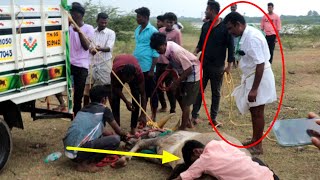 கைக்குறிச்சி தமிழன் ஐயா காளை 💥|| என்ன ஆச்சு❓|| jallikattu video