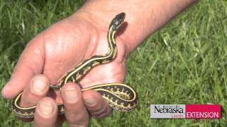 Green \u0026 Growing Tip - Garter Snake Control