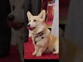 Corgis Visits Madame Tussauds London | Corgis Visit New Madame Tussauds | Shorts | Viral Videos