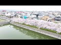 桜並木空撮🌸　泉の森ホール