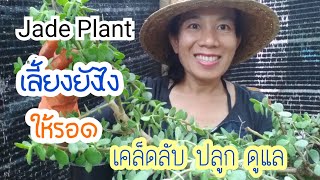 คลาสซูล่า Jade Plant ต้นไม้ดึงดูดเงินเข้าบ้านไม้มงคลขนาดเล็กใบน่ารักปลูกดูแลง่าย