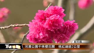 河濱公園千株櫻花開  桃紅綿延2公里│T-NEWS聯播網