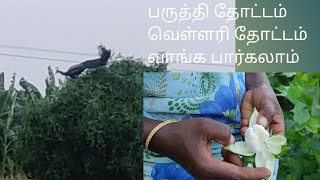 பருத்தி தோட்டம்/Cotton Plant/வெள்ளரி தோட்டம்/Cucumber Plant/In Tamil/Agni Samayal