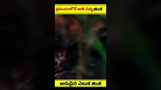 ప్రపంచంలోనే అతి చిన్న ఎలుక జింక | amazing facts#shorts