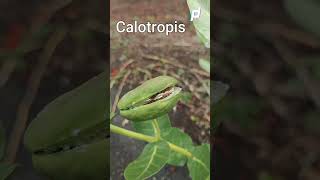 What is Calotropis fiber used for || What are the fibres in Calotropis procera || #shrots