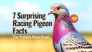 How Do Racing Pigeons Know Where To Go? 7 Surprising Pigeon Facts That Reveal All