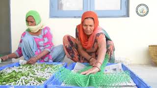 Documentary Film on Sericulture in Punjab